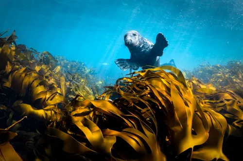 ireland s wil islands