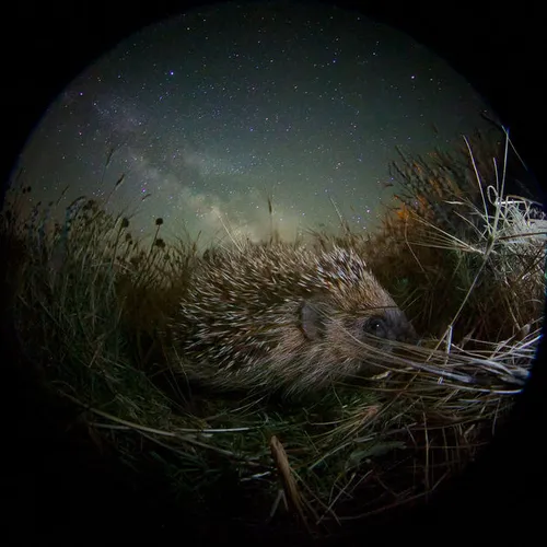 130992649681177848 egor nikiforov russia shortlist open low light 2016