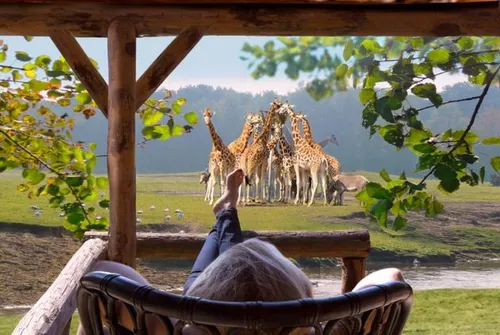 Dit zou toch prachtig zijn: giraffes in de voortuin. Foto: Lib\u00e9ma.