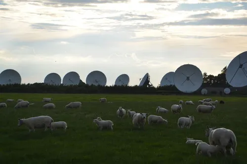Goed nieuws voor deze schapen. Binnenkort verdwijnen de satellietschotels uit hun wei.