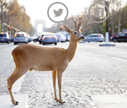 connected cam citroen