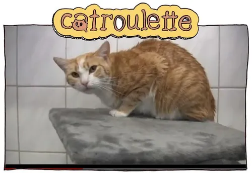de-opvolger-van-chatroulette-is-catroule.jpg