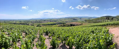 Het landschap van de Beaujolais gedomineerd door wijnvelden