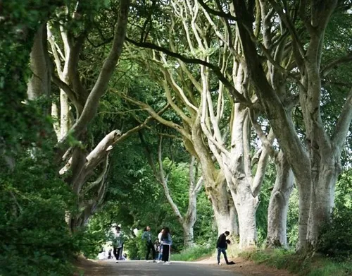 game of thrones dark hedges