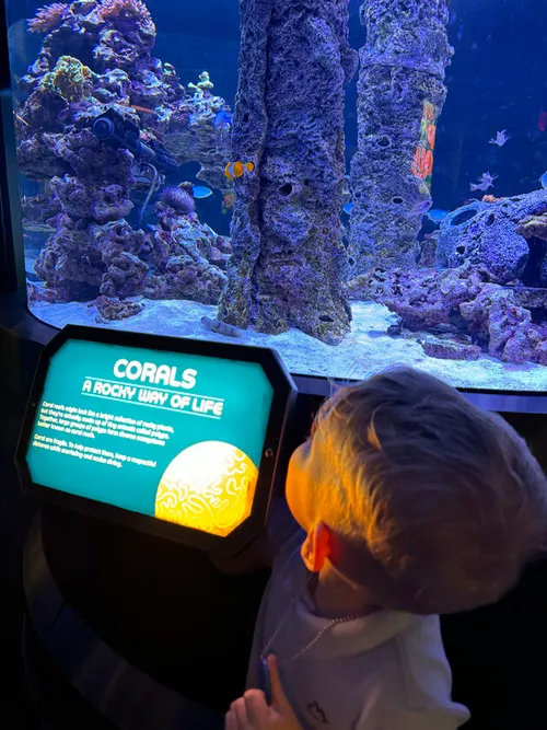 <i>Nemo &amp; friends</i>