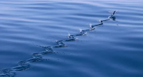 Swim or fly \u00a9 Roderick Jongschaap.