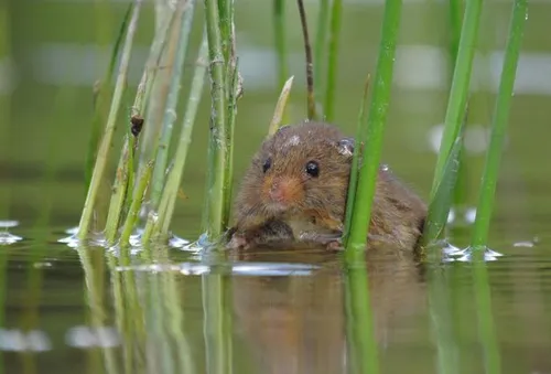 Dwergmuis te water \u00a9 Jan-Freek (13 jaar).
