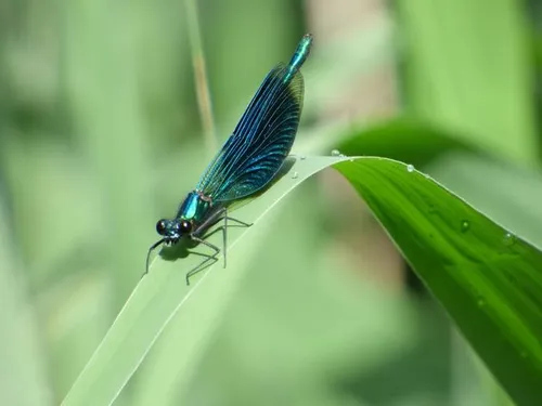 Juffer \u00a9 Minke Braat (11 jaar).