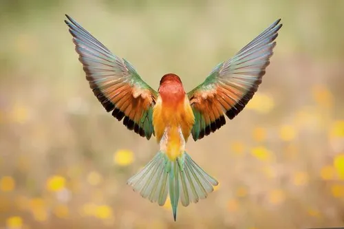 De dirigent \u00a9 Marieke van Haaster.