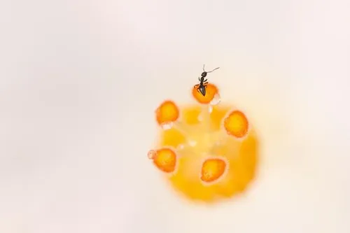 Remi \u00a9 Noortje Russel.