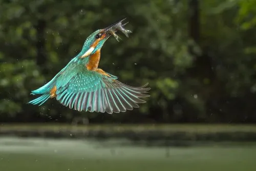 IJsvogel met twee visjes \u00a9 Corn\u00e9 Koopmans (14 jaar).