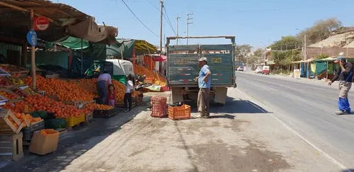 Sinaasappelen in overvloed maar nauwelijks kopers