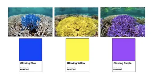 pantone-coral-examples-1-2019