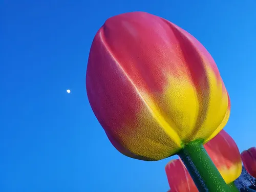 Foto gemaakt met Samsung S7 Edge (Auto setting)