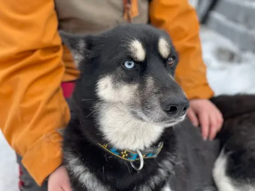 scherptediepte iphone