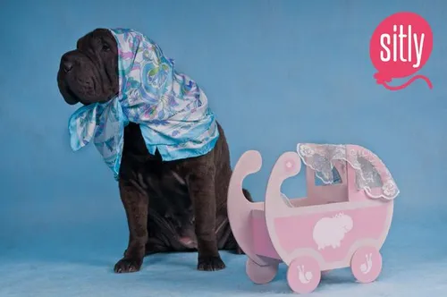 <i>De oppashond van Sitly.</i>