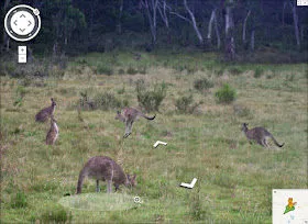 sv-mock-kangaroos-grazing.jpg