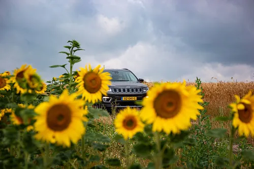 Aan zonnebloemen geen gebrek in Frankrijk