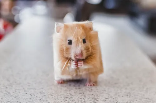 Iets te groot blokje kaas naar binnen gewerkt, sorry.