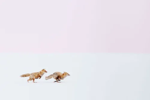 winnaar categorie natuur