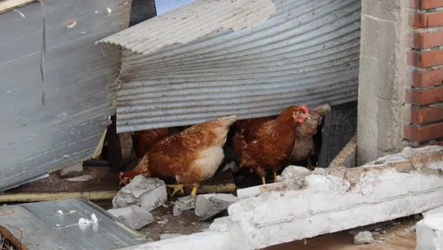 kip in ingestorte stal ede nieuwsnl