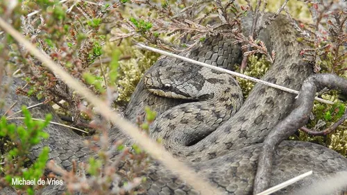 slang michael de vries