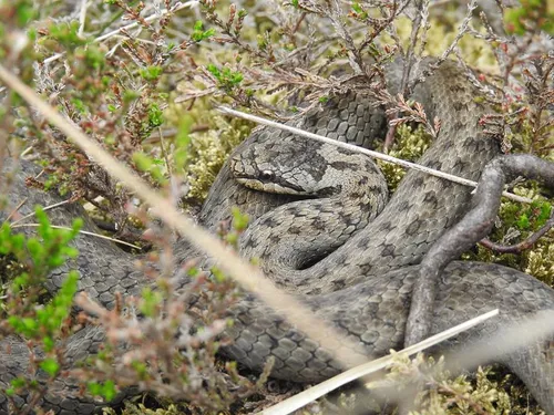 19190847 1358040160897760 1494577954 n