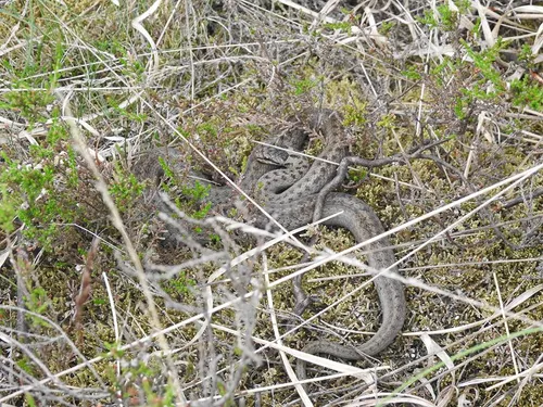 19357793 1358040177564425 48336054 n