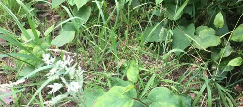 20170623christenuniewilpubliekscampagnevoorschadelijkeplant 2