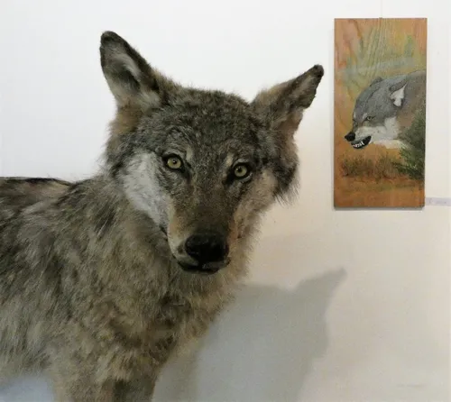 20211008 expositie harm roseboom sr wolf 02