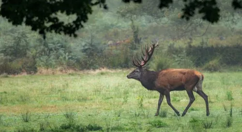 9422 excursie grote vijf edelhert alex en annette hagenbeek 640x350