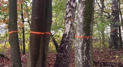 bleswerk bennekomse bos 640x350 1