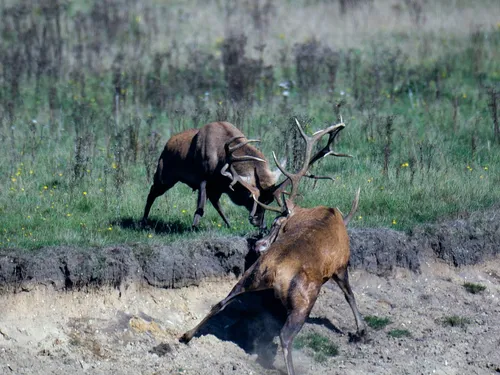 bronst wildkansel ede 2