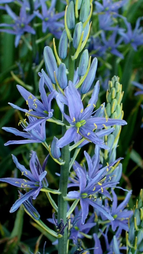 camassia leichtlinii
