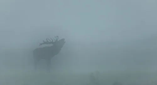 edelherten hoge veluwe 1 van 1 640x350