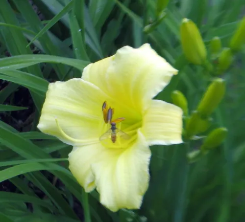 hemerocallis met zweefvlieg