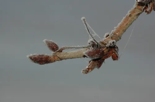 kastanjeknoppen nikon19105