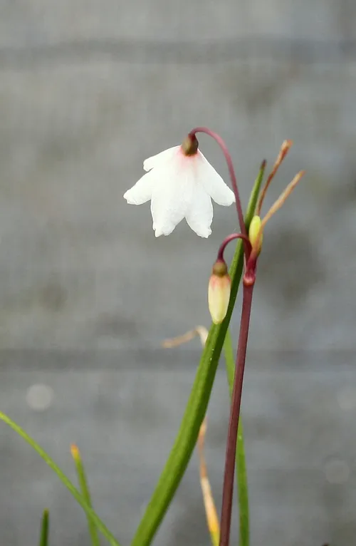 leucojum autumnale