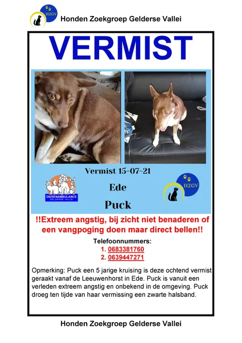 puck ede flyer 2