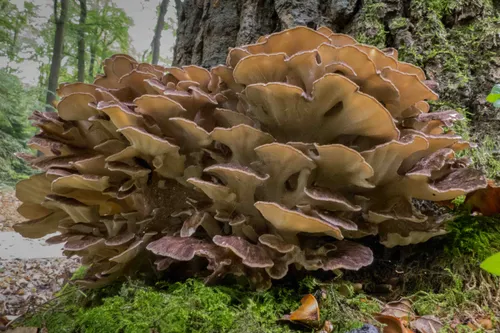 reuzenzwam nikon689 18