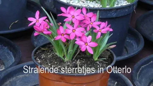 stralende sterretjes