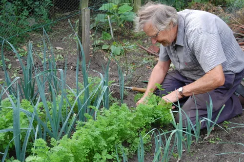toon tuin 15 augustus 2018 4