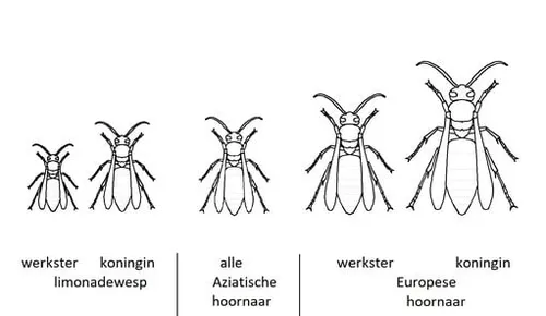 ware grote aziatische hornaar in vergelijking met wespen