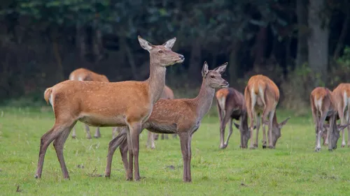 wildkansel natuurcentrum edenieuwsnl