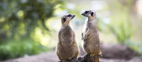 Stokstaartbroers Barry en Bob