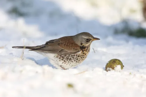 Ad-Sprang-Kramsvogel_Ad-Sprang-(31) (1)