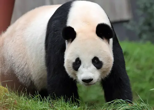 Lang Yue pandajong Ouwehands4ef6