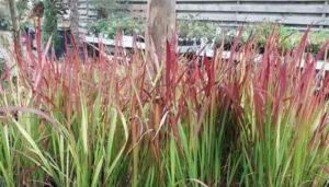 3japans bloedgras 300x171