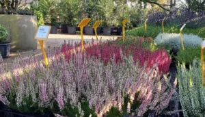 4heideplanten 300x171