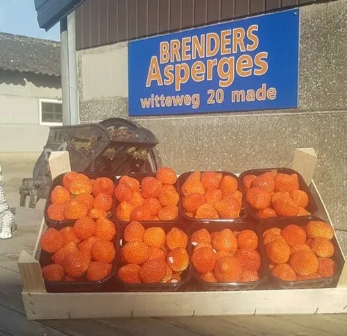 aardbeien e1649764374701